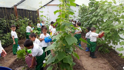 Huila Huila