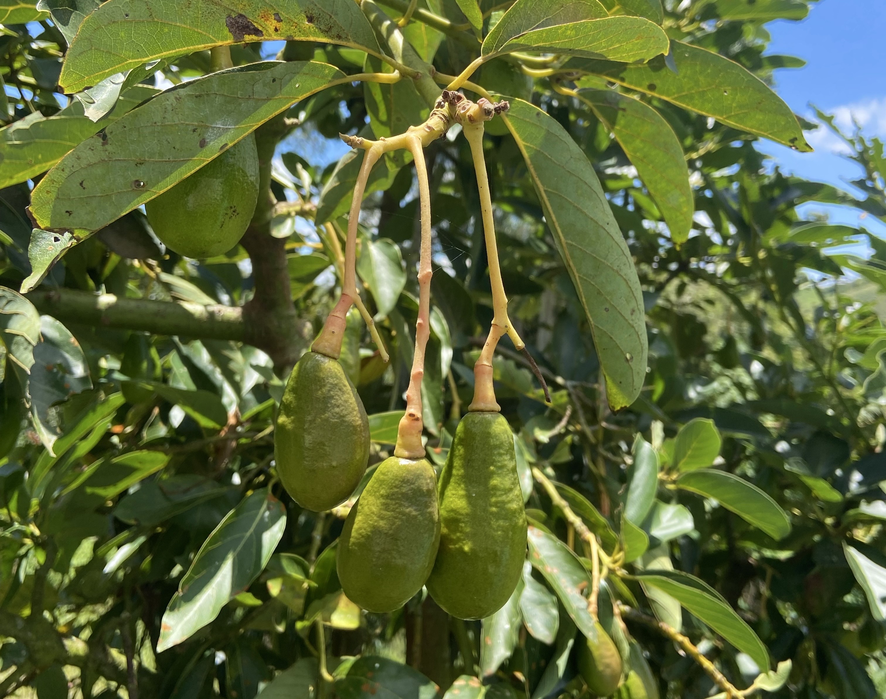 Bienestar Familiar avanza en la garantía de la alimentación de la niñez en Quindío a través de compras locales