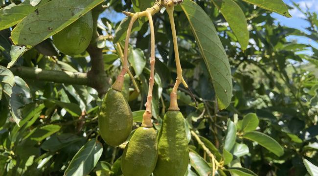 Bienestar Familiar avanza en la garantía de la alimentación de la niñez en Quindío a través de compras locales